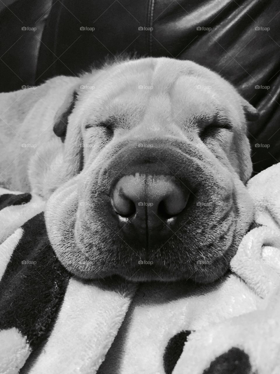 Close up in black and white of sleeping dogs nose.