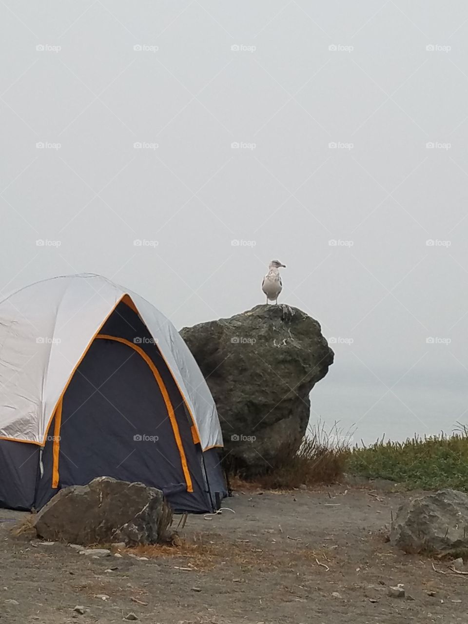 seagull and tent