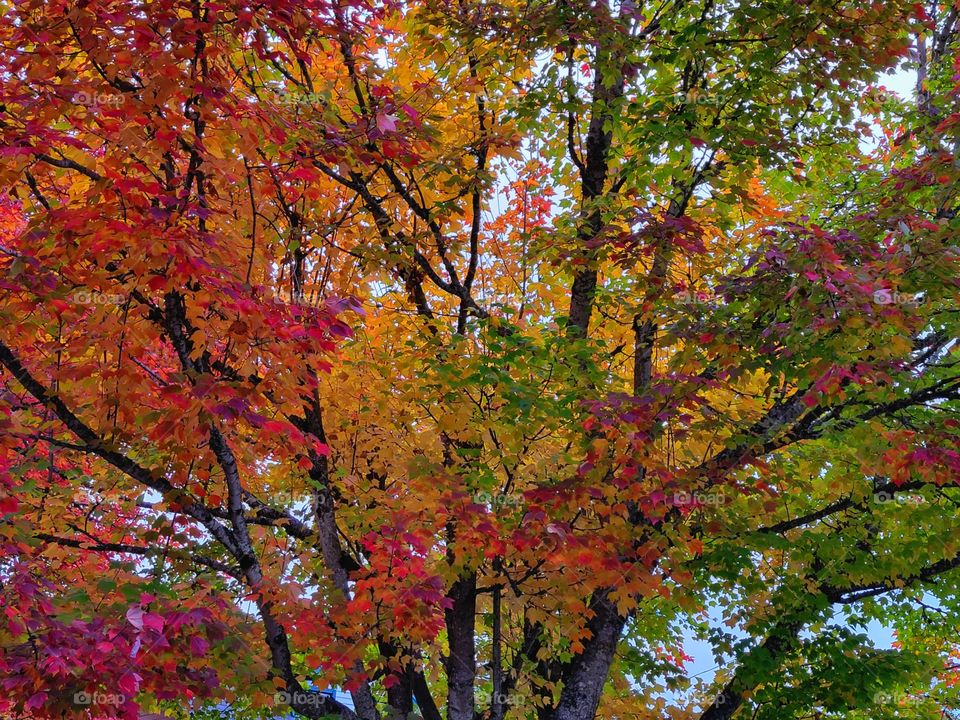 portrait of a plant/Portrait of Fall