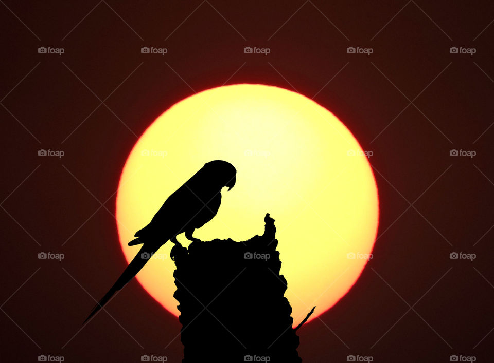 parrot silhouette sunset