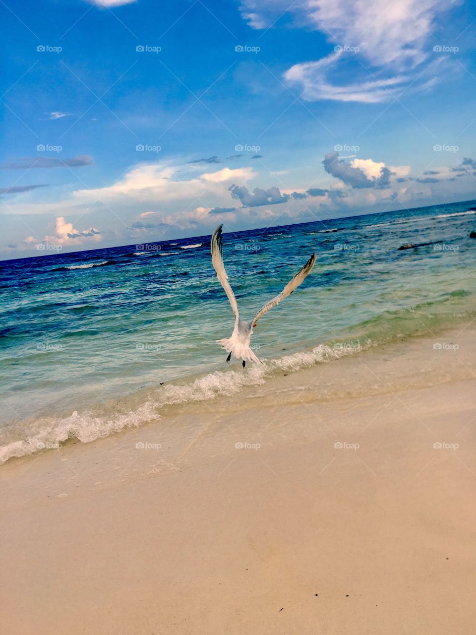 Playa Del Carmen, Soaring seagull 