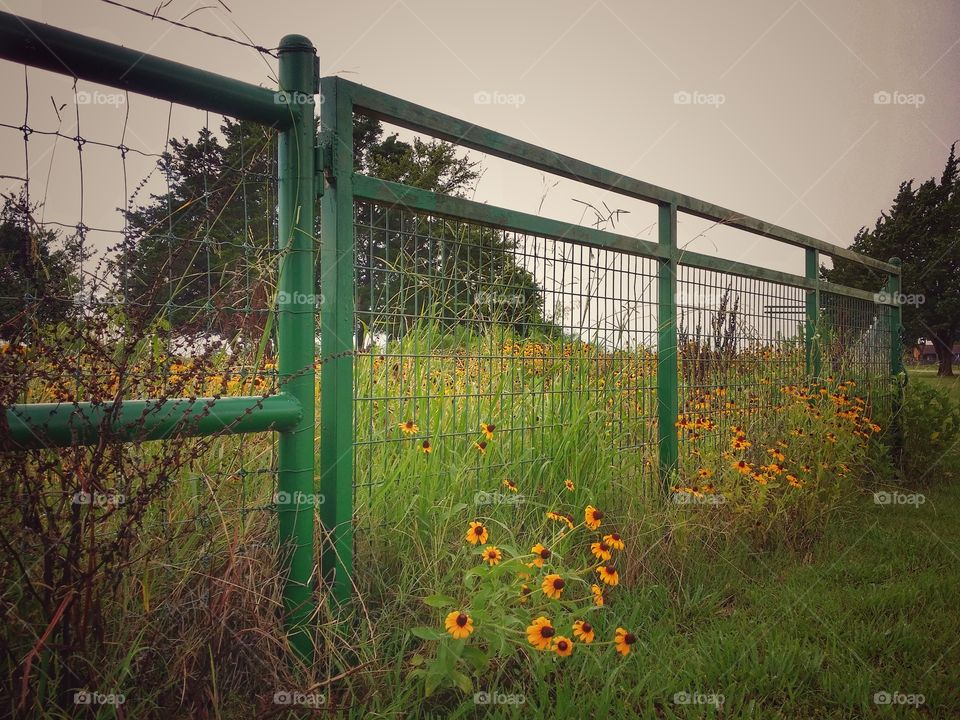 Wildflowers Covering a Gate