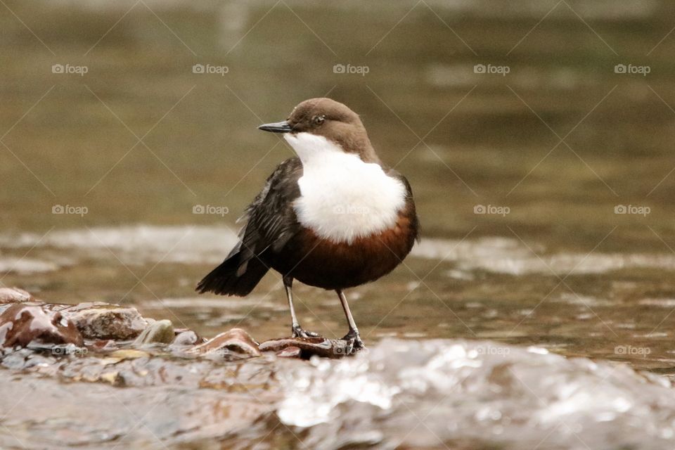 Dipper 
