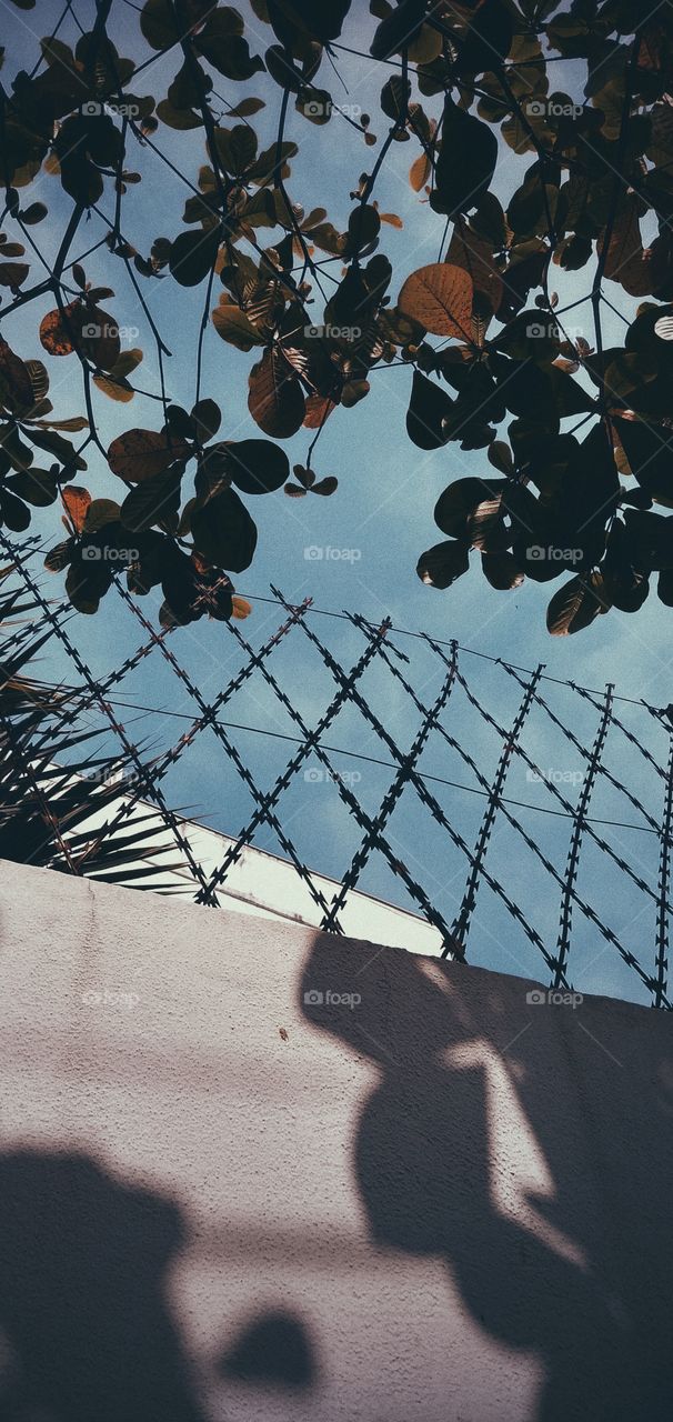 forest shadow green and blue sky