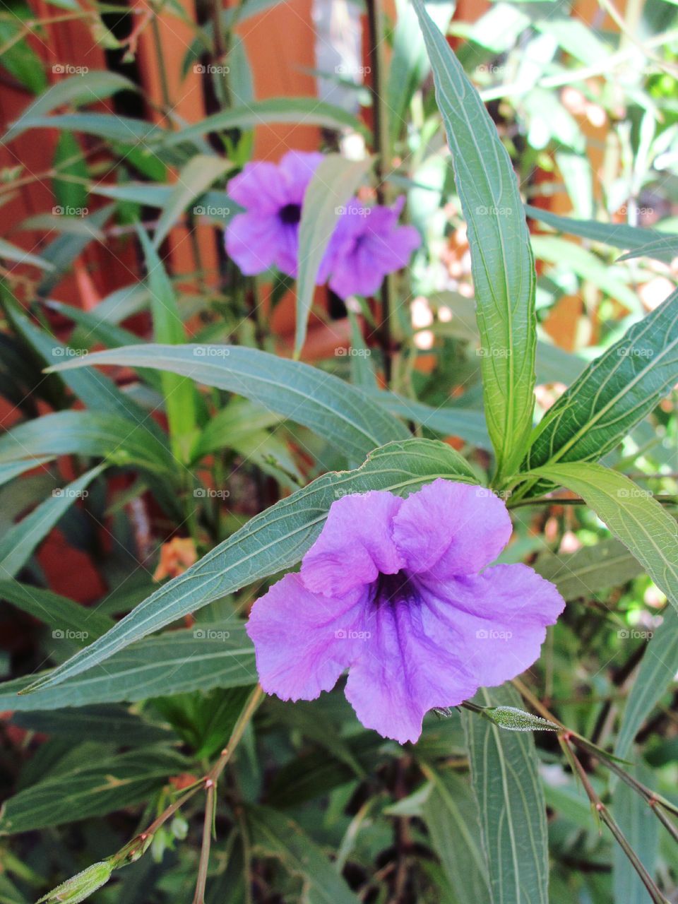 purple petunias. Purple Mexican petunias, purple Mayans