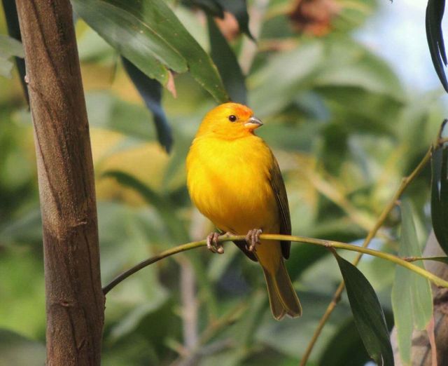 Birds
