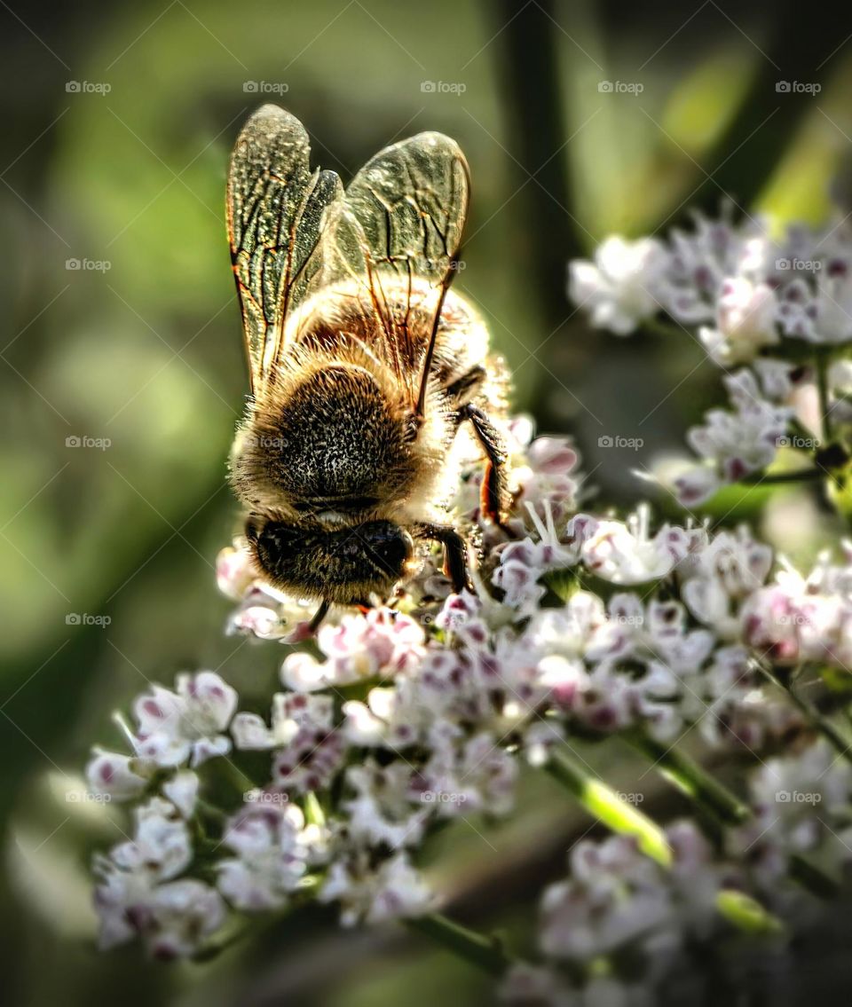 Bee