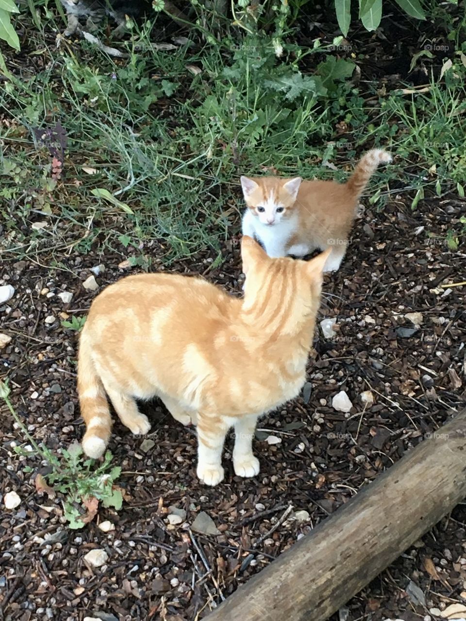 Wild mother cat is learning life to her kitten