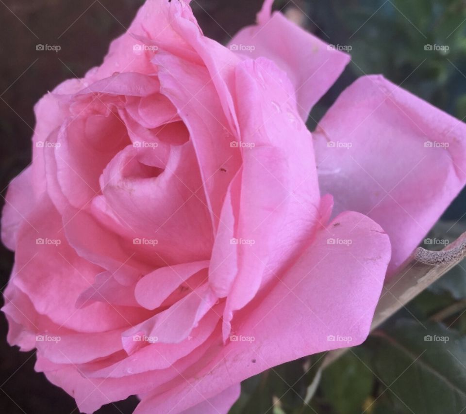 🌹 🇺🇸 Very beautiful flowers to brighten our day.  Live nature and its beauty. Did you like the delicate petals? / 🇧🇷 Flores muito bonitas para alegrar nosso dia. Viva a natureza e sua beleza. Gostaram das pétalas delicadas? 