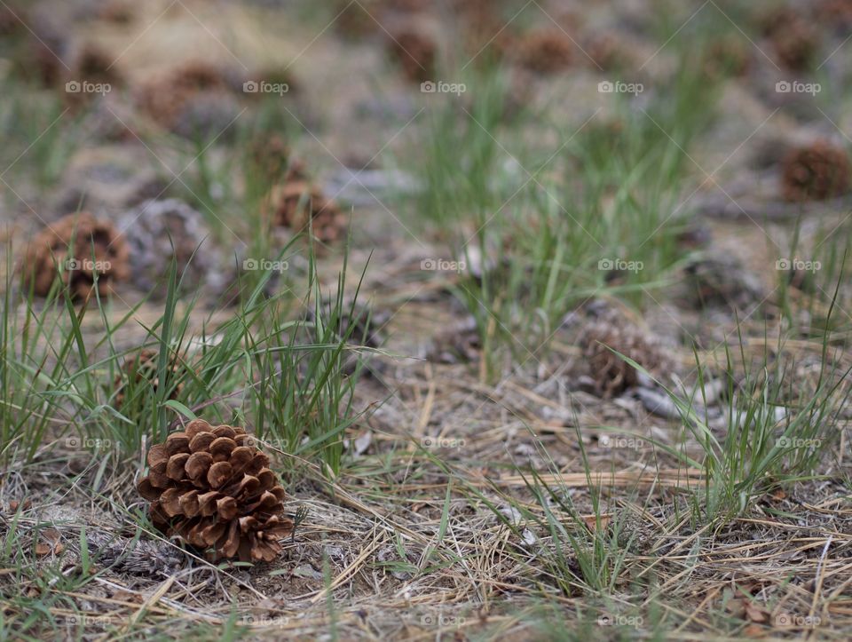 Rich brown texture and details on ponderosa pine tree cones angst bright green wild grasses on the forest floor. 