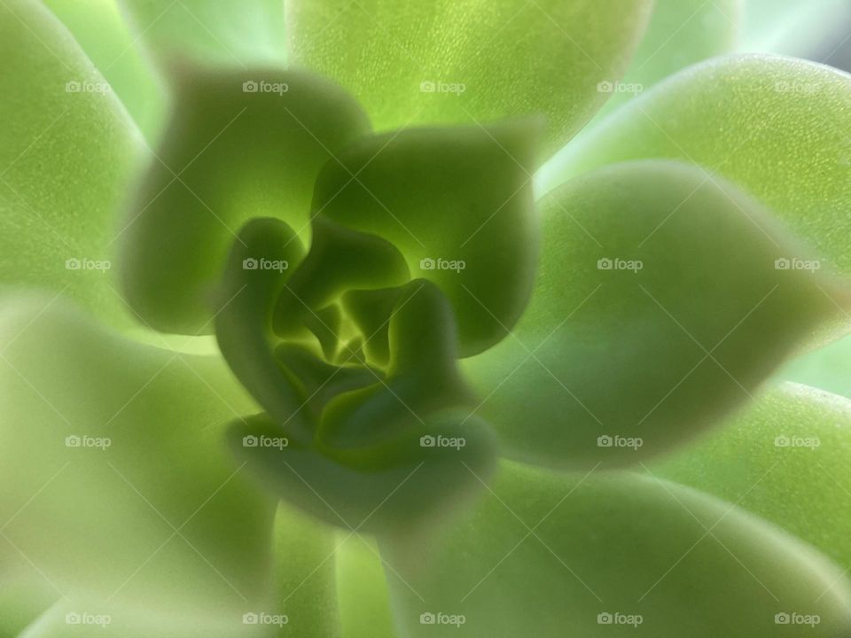 Natural backgrounds, green, succulent 