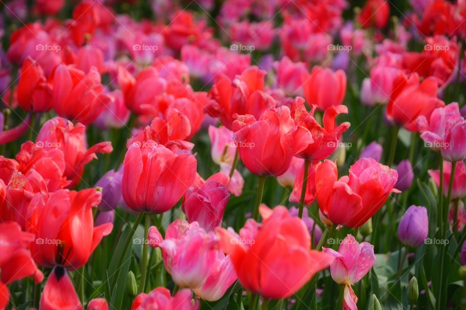 tulips aglore