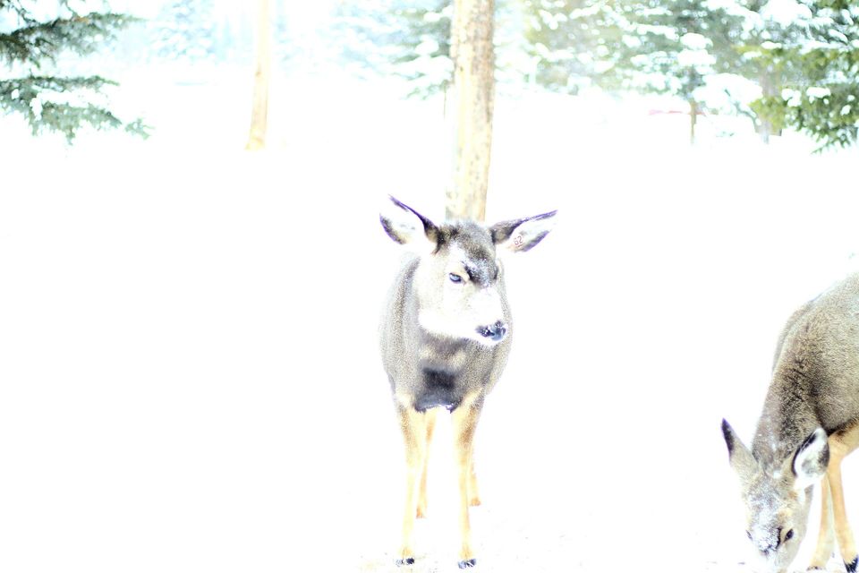 young whitetail deer