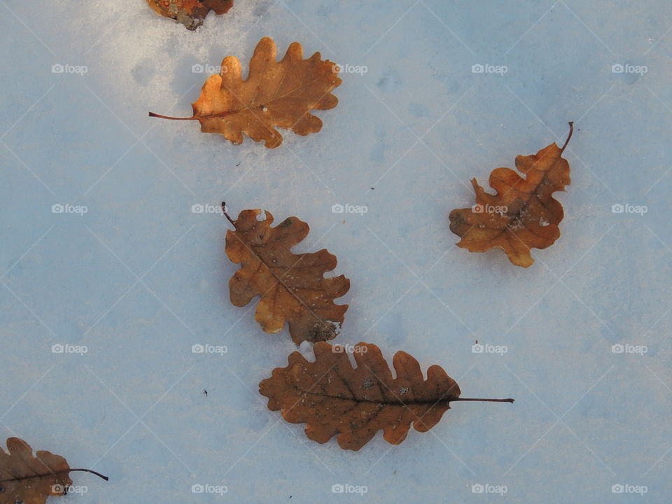 Brown oak leaves on snow