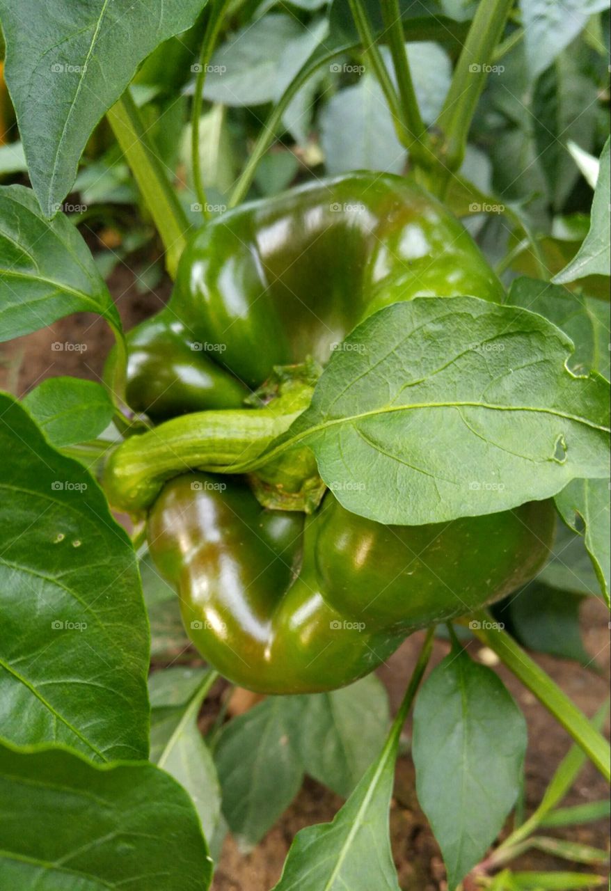 green pepper organic