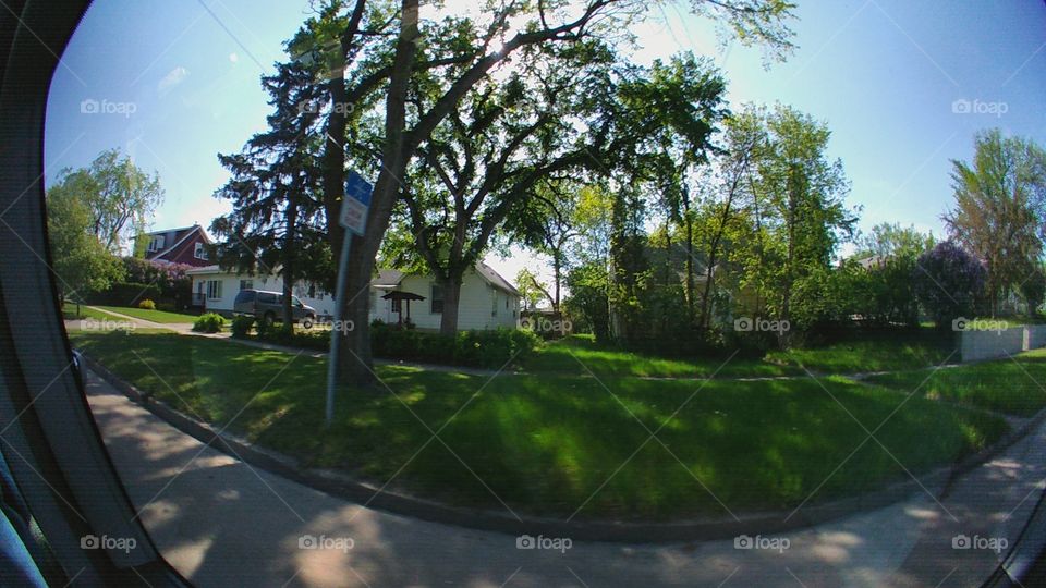 Tree, No Person, Landscape, Road, Grass