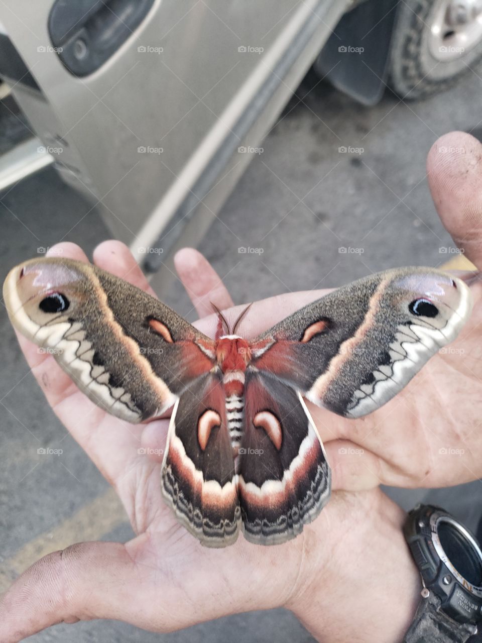 beautiful moth