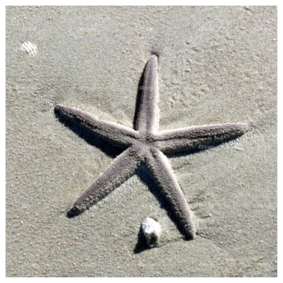 Starfish in the Sand