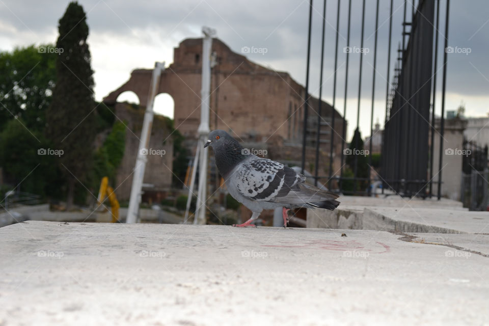 Pigeon chillin by the colosseum  
