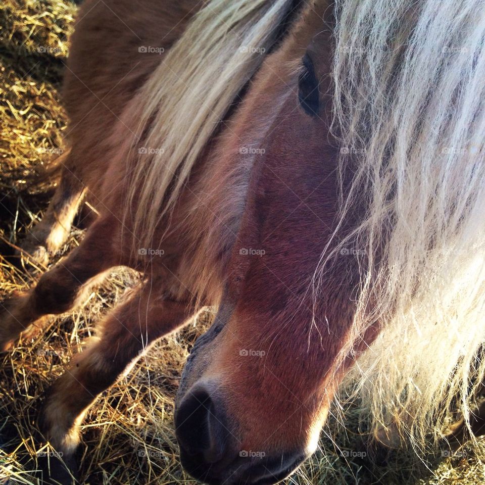 Mini pony. 