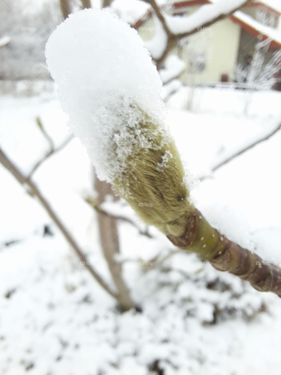 winter garden  with a green bud of magnolia tree covered with snow