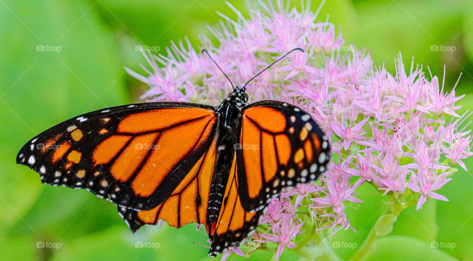 monarch butterfly  on pink flower
