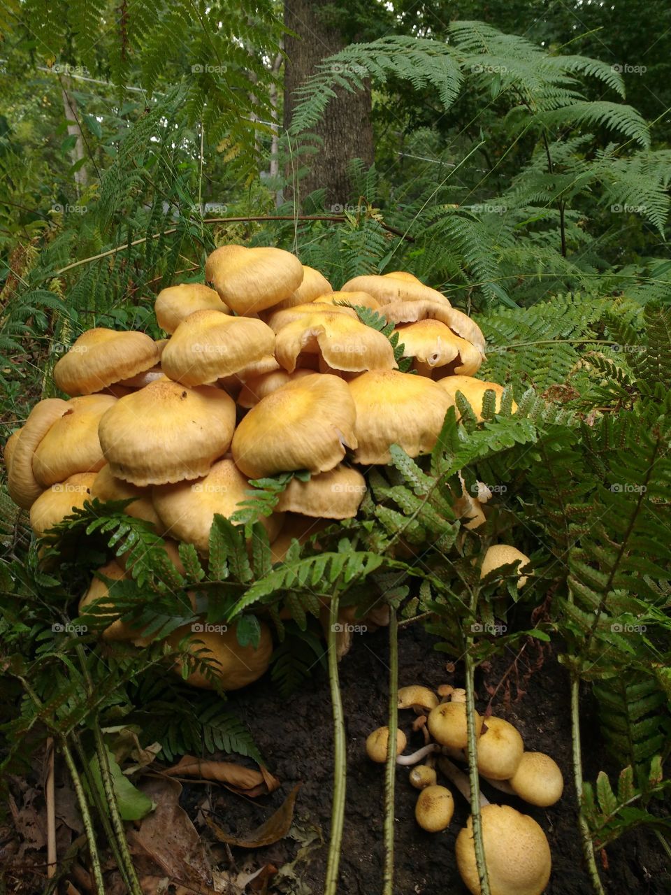 Mushrooms and ferns.  Ferns and mushrooms 
