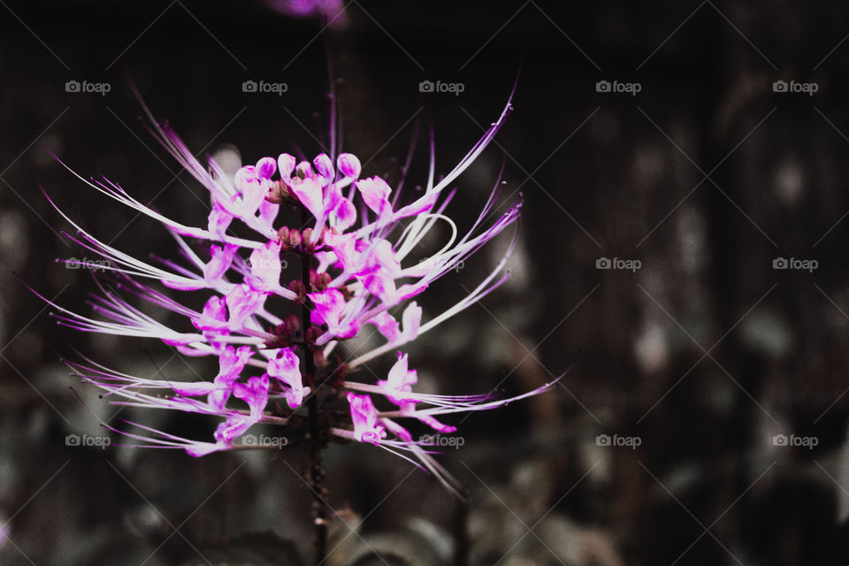 flowerhead purple combine