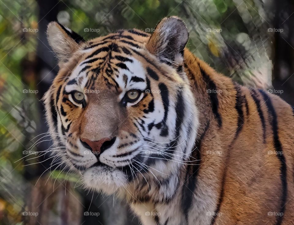 Amur Tiger