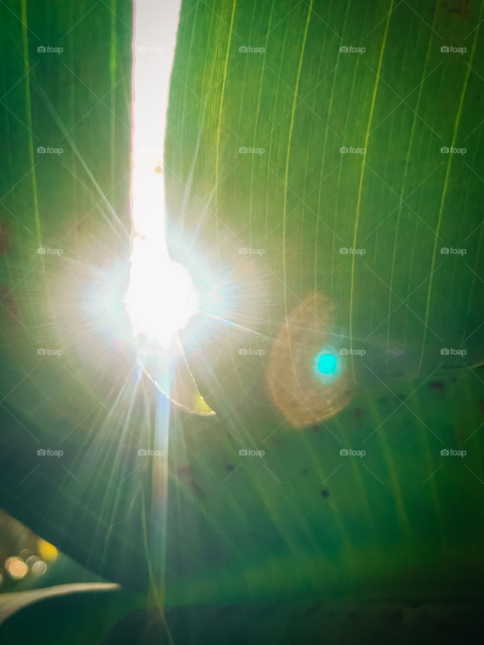 sun reflecting through an opening in the banana's straw.  I loved that click!