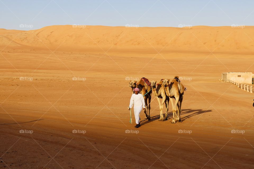 Camel riding in the desert