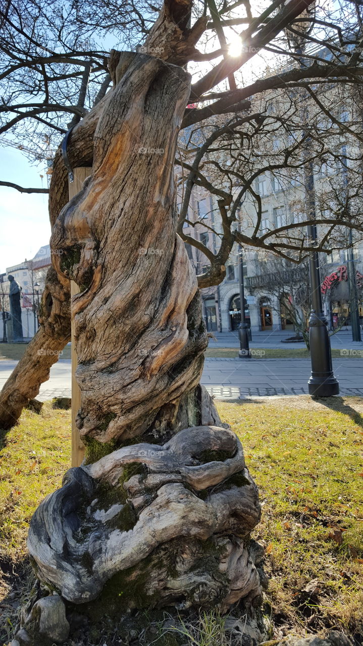 Tree, Nature, Park, Landscape, No Person