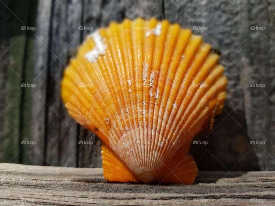 orange shell