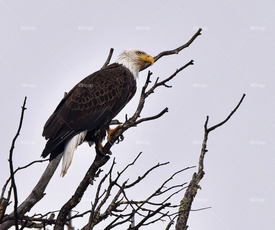 Bald eagle on a gloomy winter day. Perched on a tree with many stark contrasts. The yellow on this bird creates a striking mood.