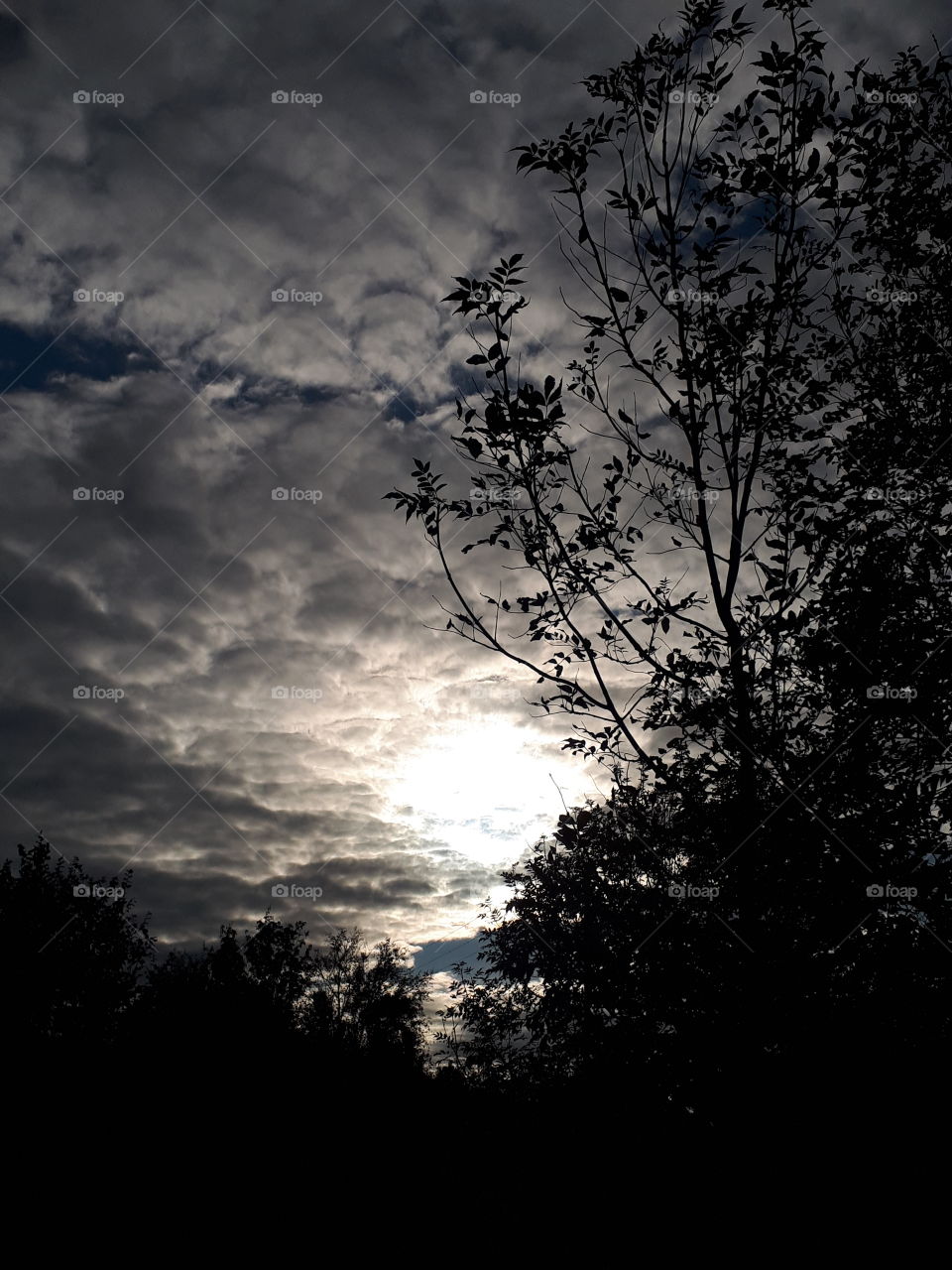 Tree, Silhouette, Landscape, Nature, Sunset