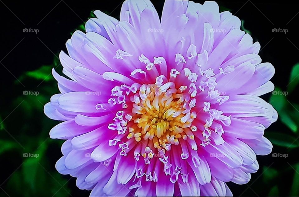 Dahlia flower