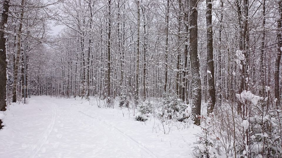 Scenic view of tree in forest during winter