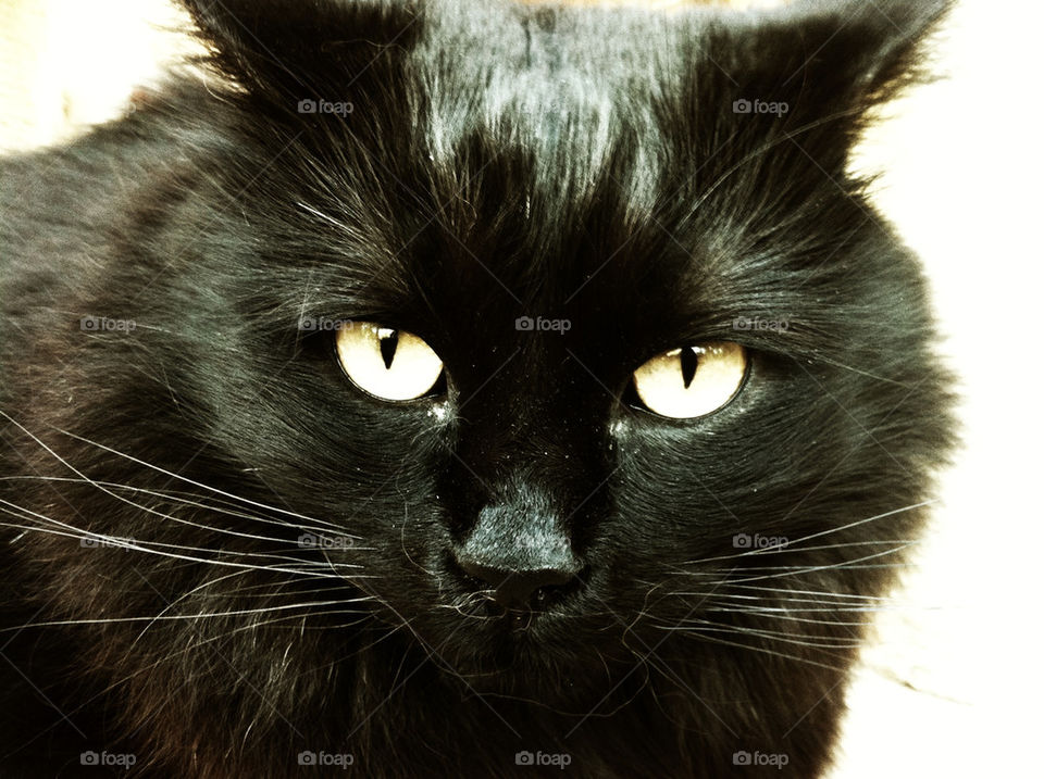black cat cats eyes by metha