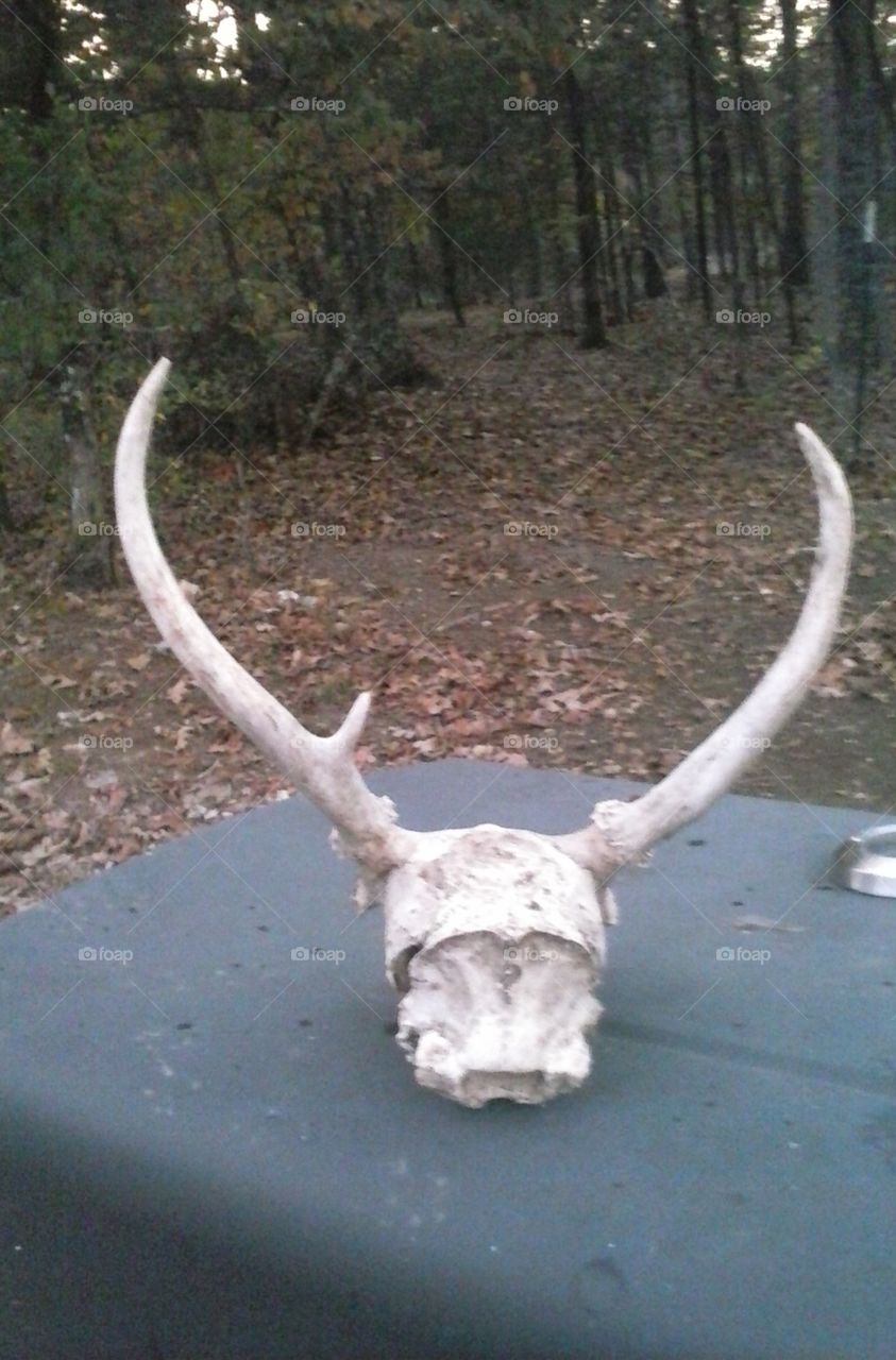 deer skill something. my dog. found