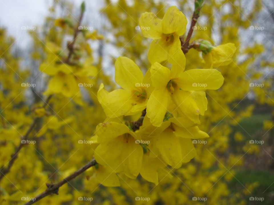 Nature, Flower, Branch, Flora, Tree