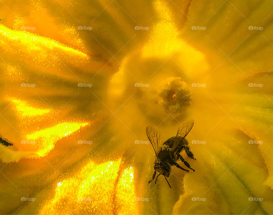 A bee covered in pollen sits inside a bright yellow, pumpkin flower