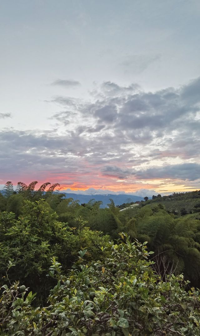 Sunset from a clear view over a house, flowers around, partially cloudy, diverse vegetation palms and trees