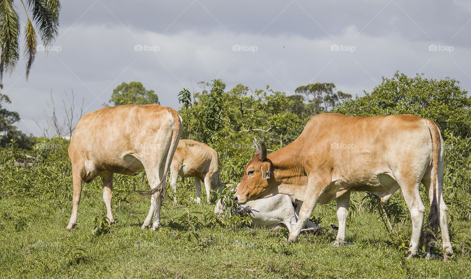 Bull and cow grazing