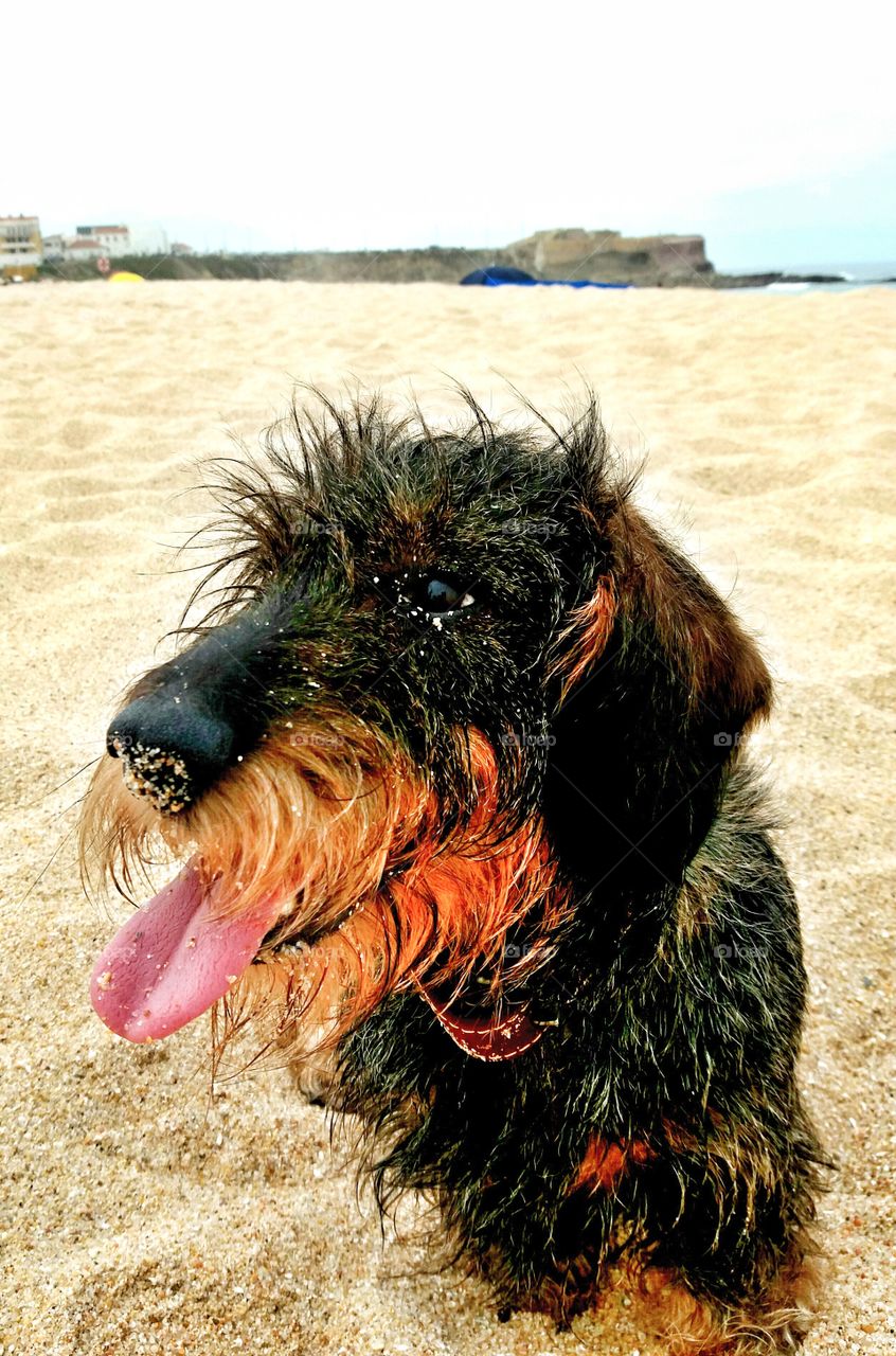dog in beach
