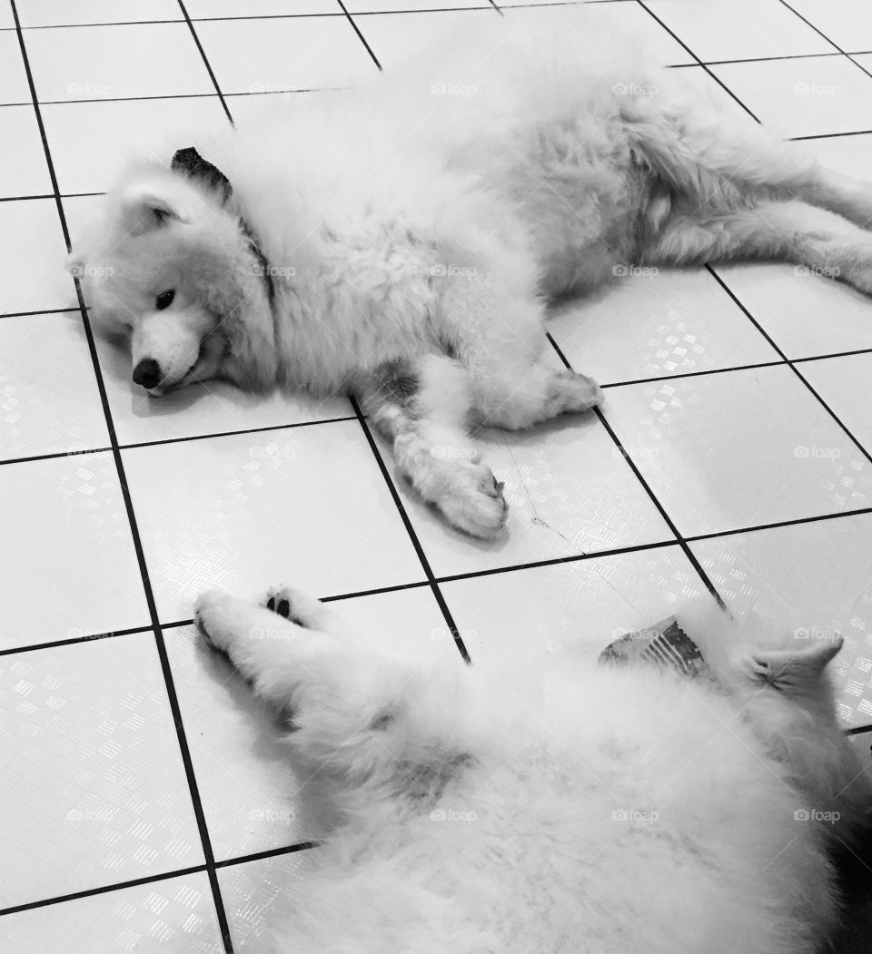 Two samoyeds after a long day of play!