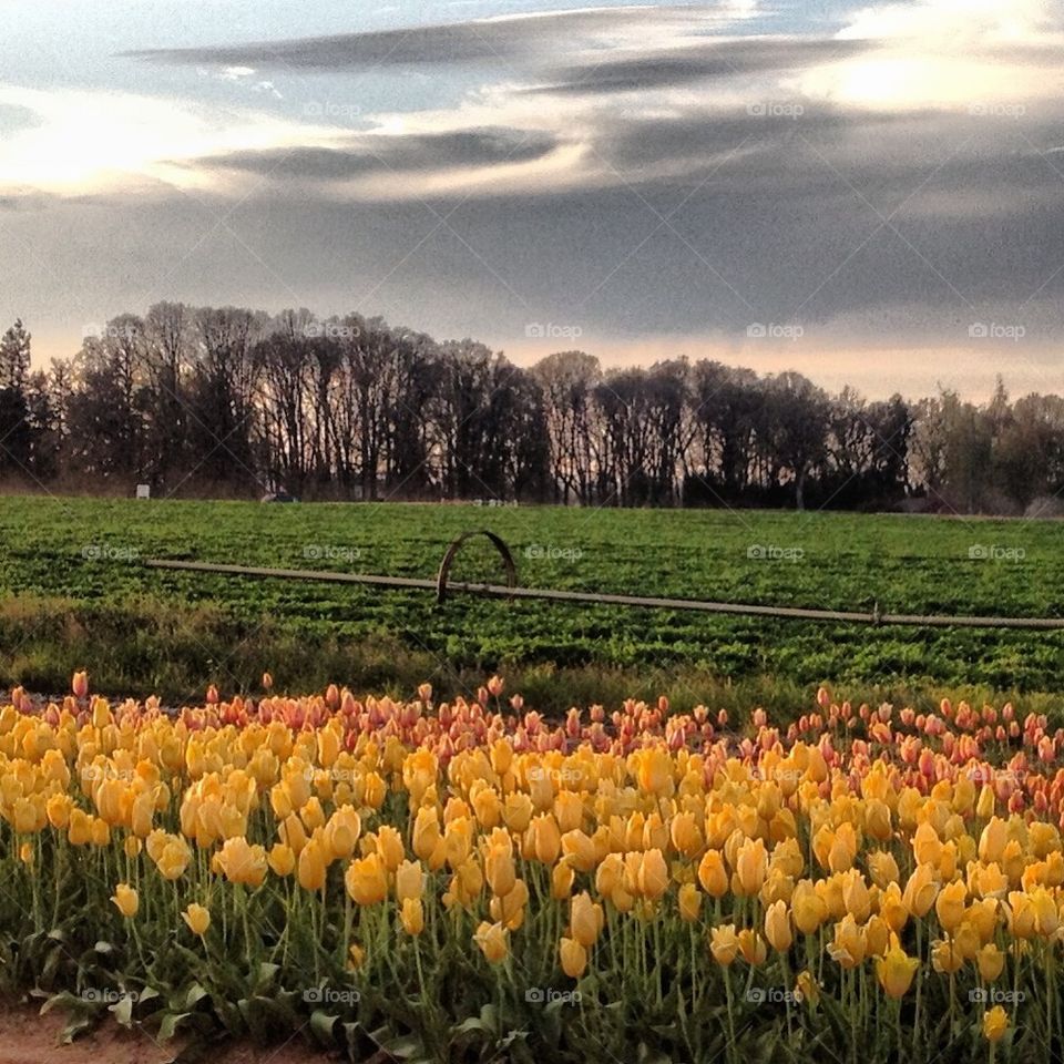Tulip Field storm
