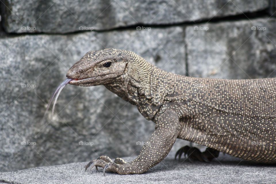 Wild monitoring lizard walking next to a stone wall and pulling out its tongue.