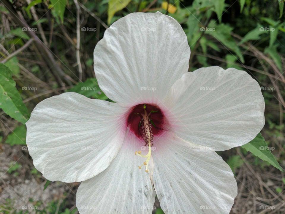 white flower