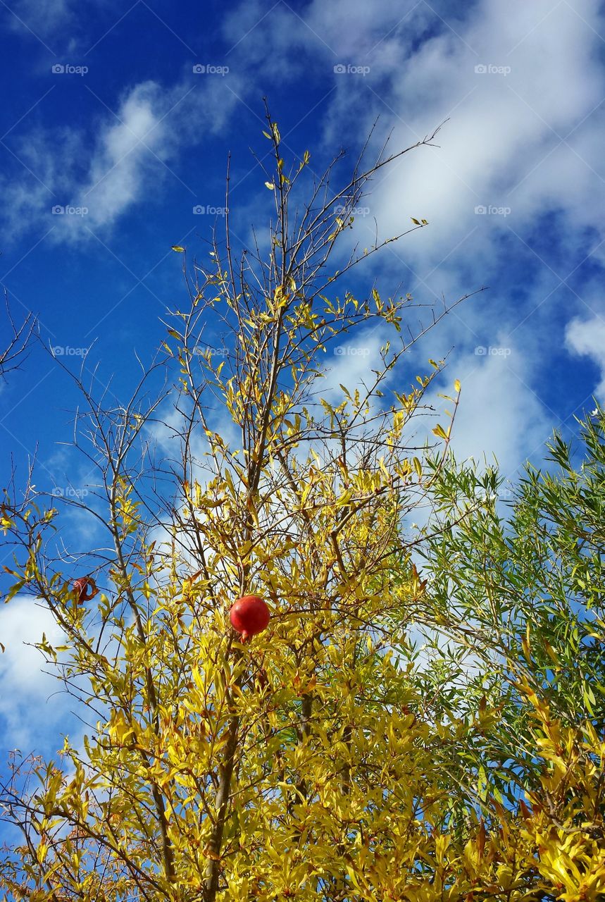 pomegranate