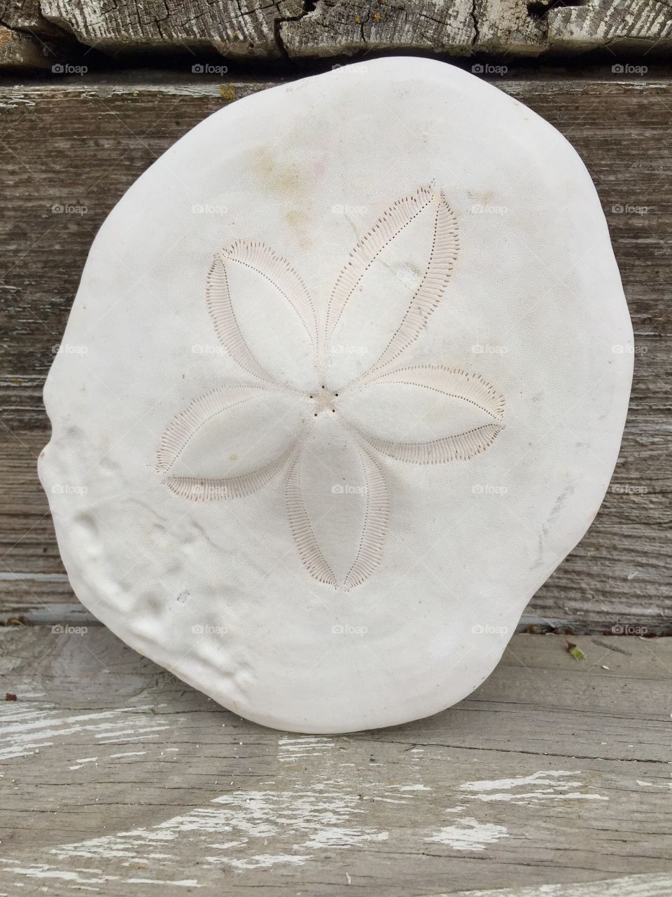 Sand dollar on wooden table